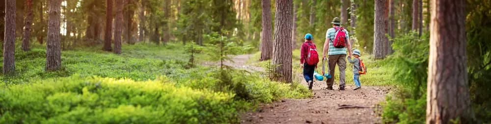 hikers in a pine forest